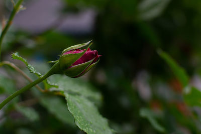 Bud of one red rose on a green bush in a city park.