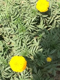 Plant growing on field