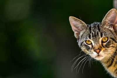 Close-up portrait of a cat