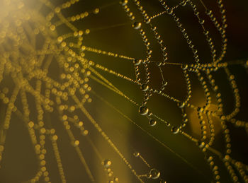 spider web