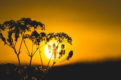 Close-up of silhouette plant against orange sunset sky