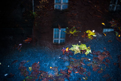 Plants at night