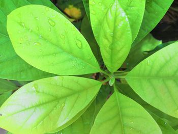 Close-up of raindrops on leaves