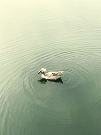 High angle view of duck swimming in lake