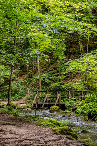 View of stream in forest
