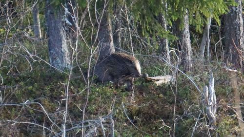 Sheep in a forest