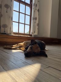 A brown and black former zambian street dog laying on wooden floor in a room with old paned windows.