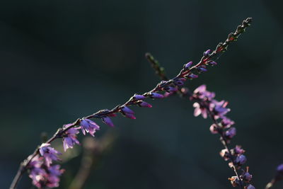 Close-up of purple flowers