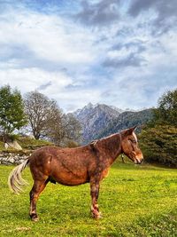 Horse standing on field against sky