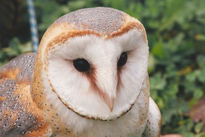 Close-up portrait of owl