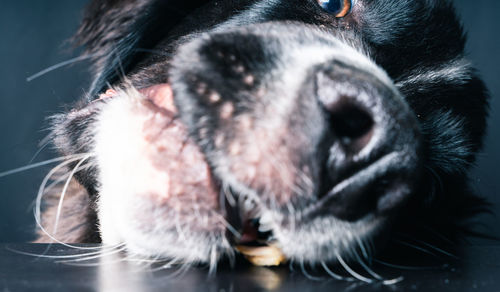 Close-up portrait of dog