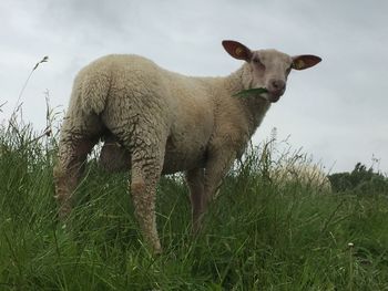 Sheep on field against sky