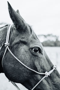 Close-up of horse in ranch