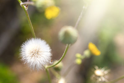 Close-up of dandelion against blurred background