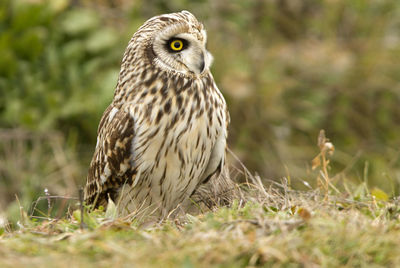 Close-up of owl perching on field