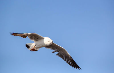 A flying seagull with blue sky background