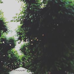 Low angle view of trees