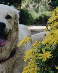 Close-up of dog with yellow flowers