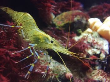 Close-up of crab