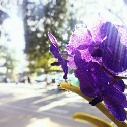 Close-up of purple flower