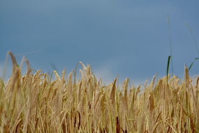 Close-up of wheat field against clear sky