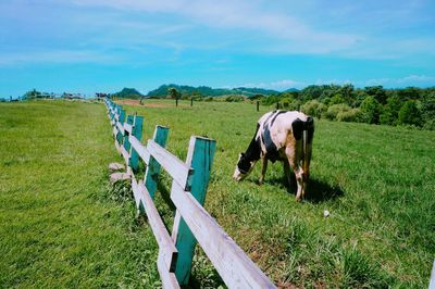 Cows grazing in field