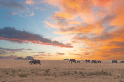 A herd of elephants among the serengeti national park