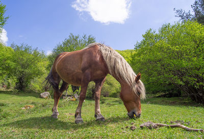 Sunny day shot of a beautiful horse grazing on a green meadow up close