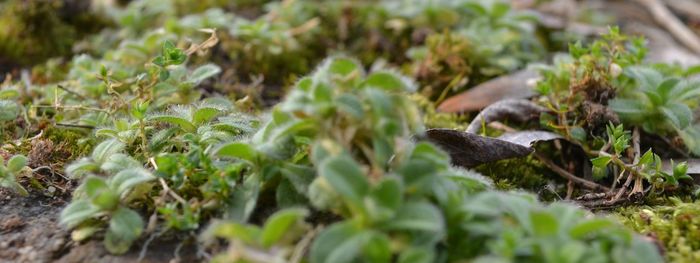 Close-up of plant