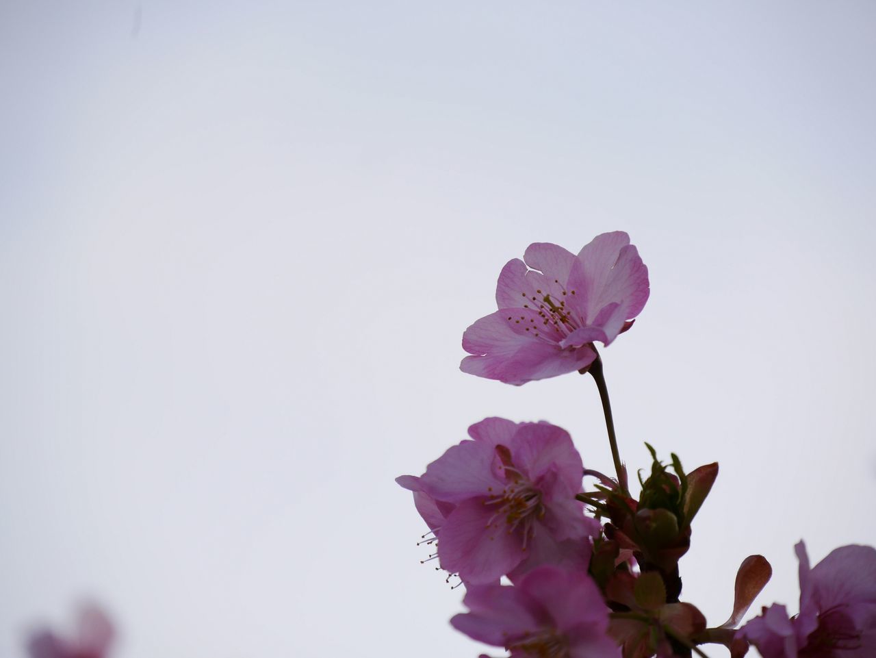 flower, freshness, fragility, petal, pink color, growth, beauty in nature, flower head, clear sky, blooming, nature, blossom, in bloom, purple, close-up, copy space, plant, stem, springtime, focus on foreground