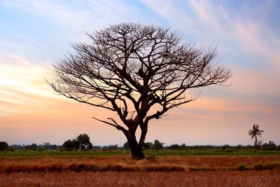 Bare tree on field against sky during sunset