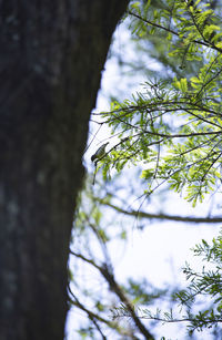 Low angle view of tree branch