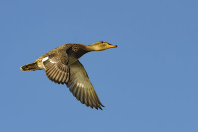 Low angle view of eagle flying against clear blue sky