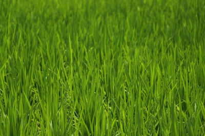 Close-up of wheat field