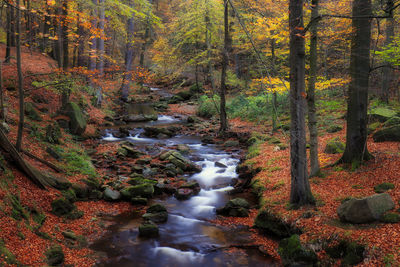 Stream flowing amidst trees in forest during autumn