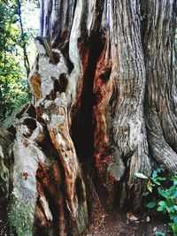 Close-up of tree trunk in forest