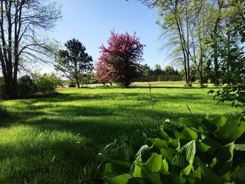 Scenic view of grassy field against sky