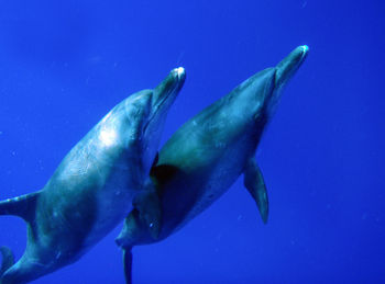 Bottle-nosed dolphins swimming undersea