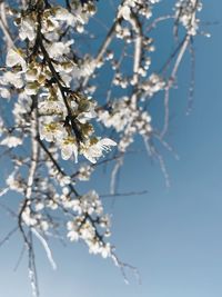 Low angle view of cherry blossom