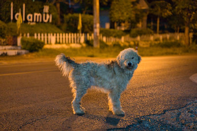 Dog looking away on road