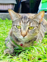 Portrait of cat