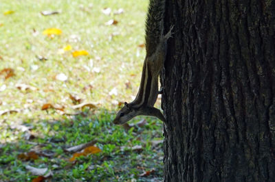 Close-up of lizard on tree trunk