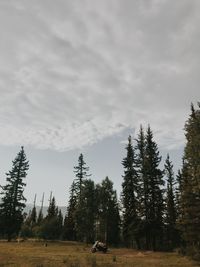 Pine trees in forest against sky