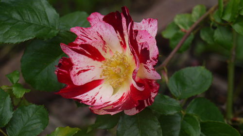 Close-up of pink flowers
