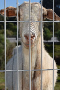 Close-up of horse in zoo