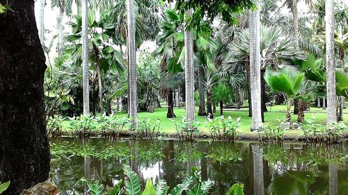 View of palm trees in forest