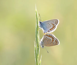 Close-up of butterfly on flower