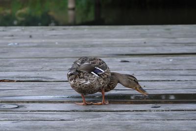 Bird perching on a wood