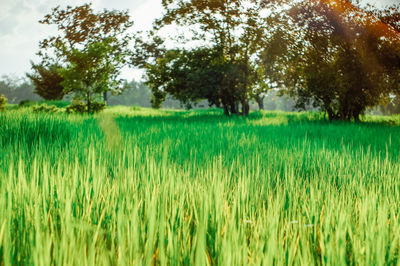 Scenic view of agricultural field