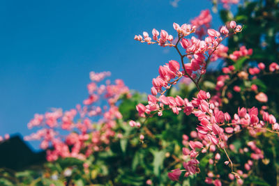 Close-up of pink flowers on branch